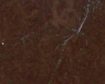 Granitasia - Brown-Leathered Vitrostone